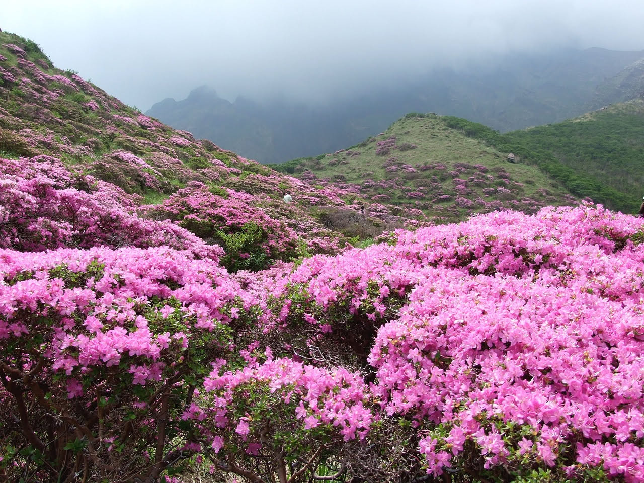 Rododendri delle prealpi venete: come si adattano al freddo