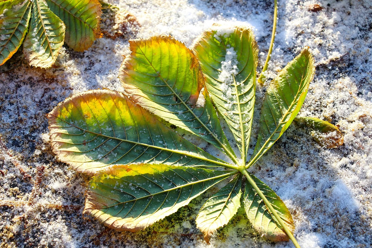 Le foglie coriacee: la chiave della resistenza al freddo