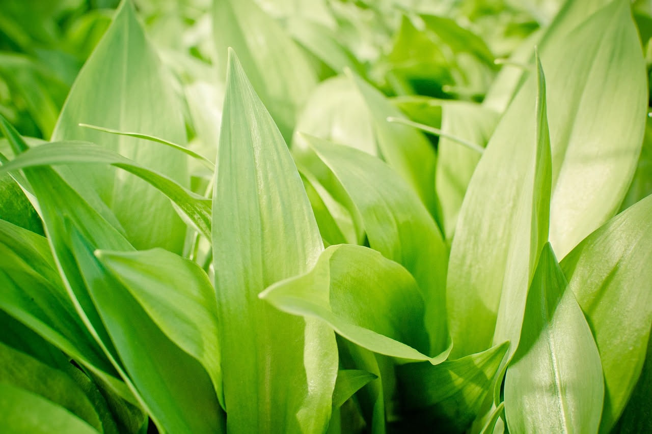 Aspidistra elatior: la pianta che resiste agli ingressi bui