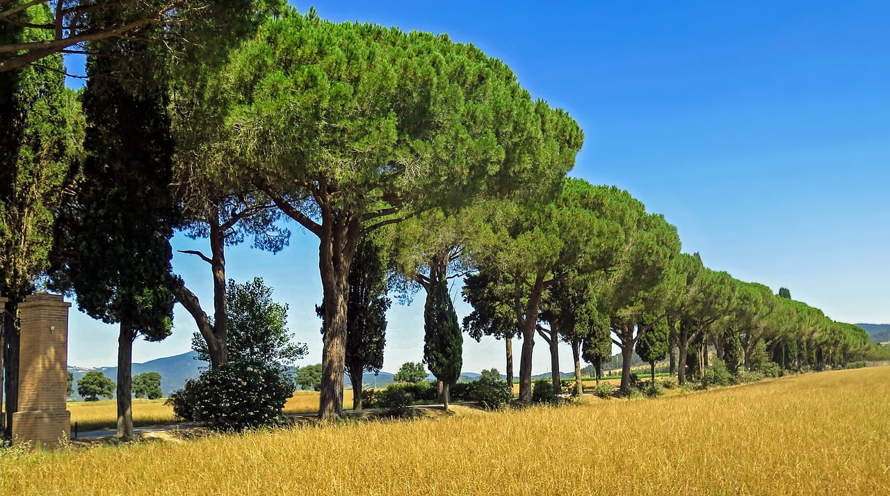I pini marittimi della Versilia: quando la costa era un bosco