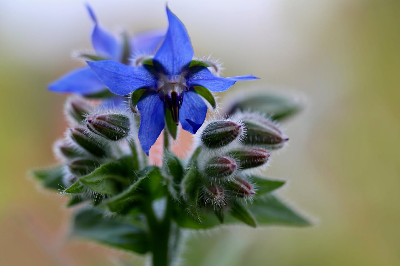 Borragine sul balcone: come coltivare l'erba dimenticata