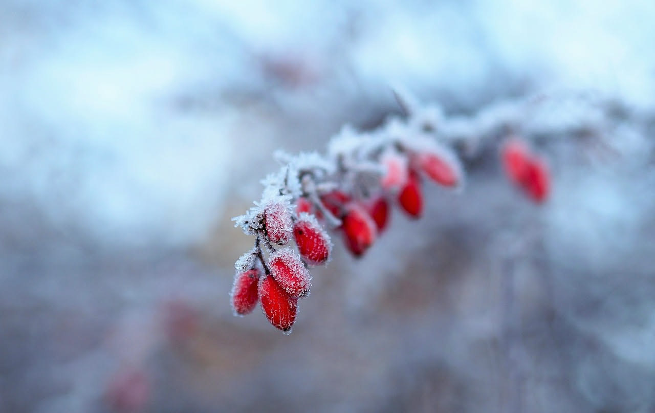 La maturazione invernale: quando il freddo arriva