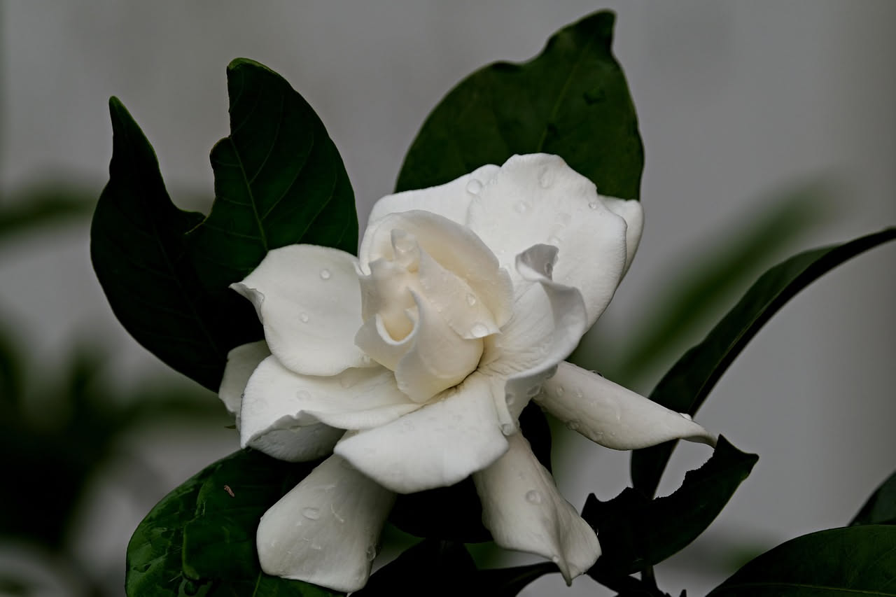 Gardenie nei giardini italiani: da fiore esotico a regina del terrazzo