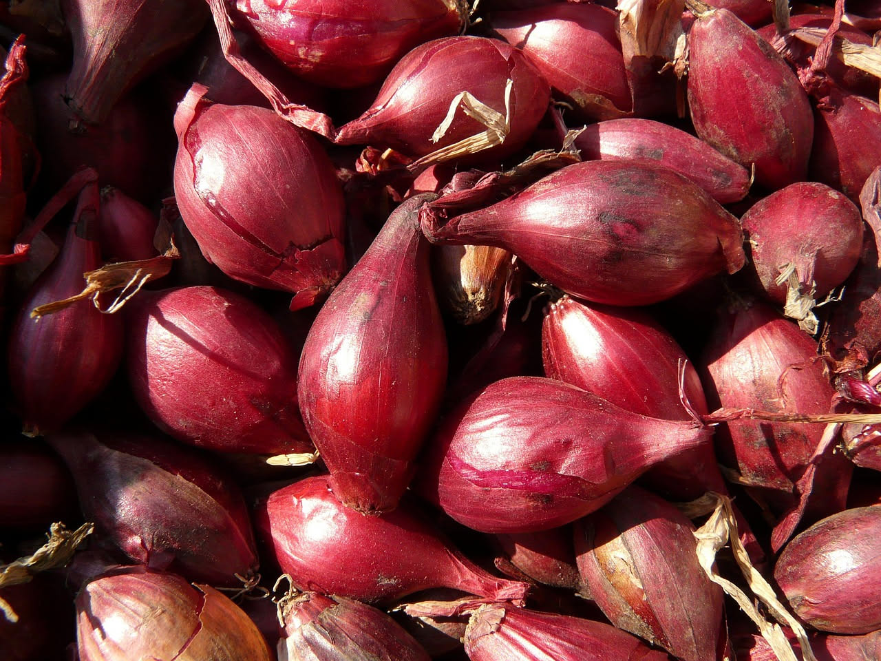 Cipolle rosse di Tropea in vaso: come coltivarle al nord