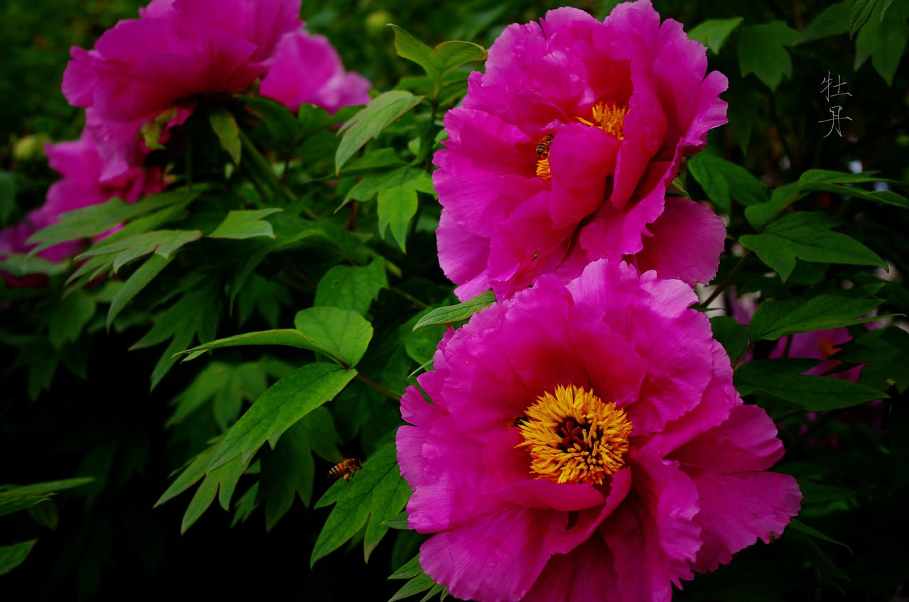 Peonie arboree cinesi: come arrivarono nei giardini italiani