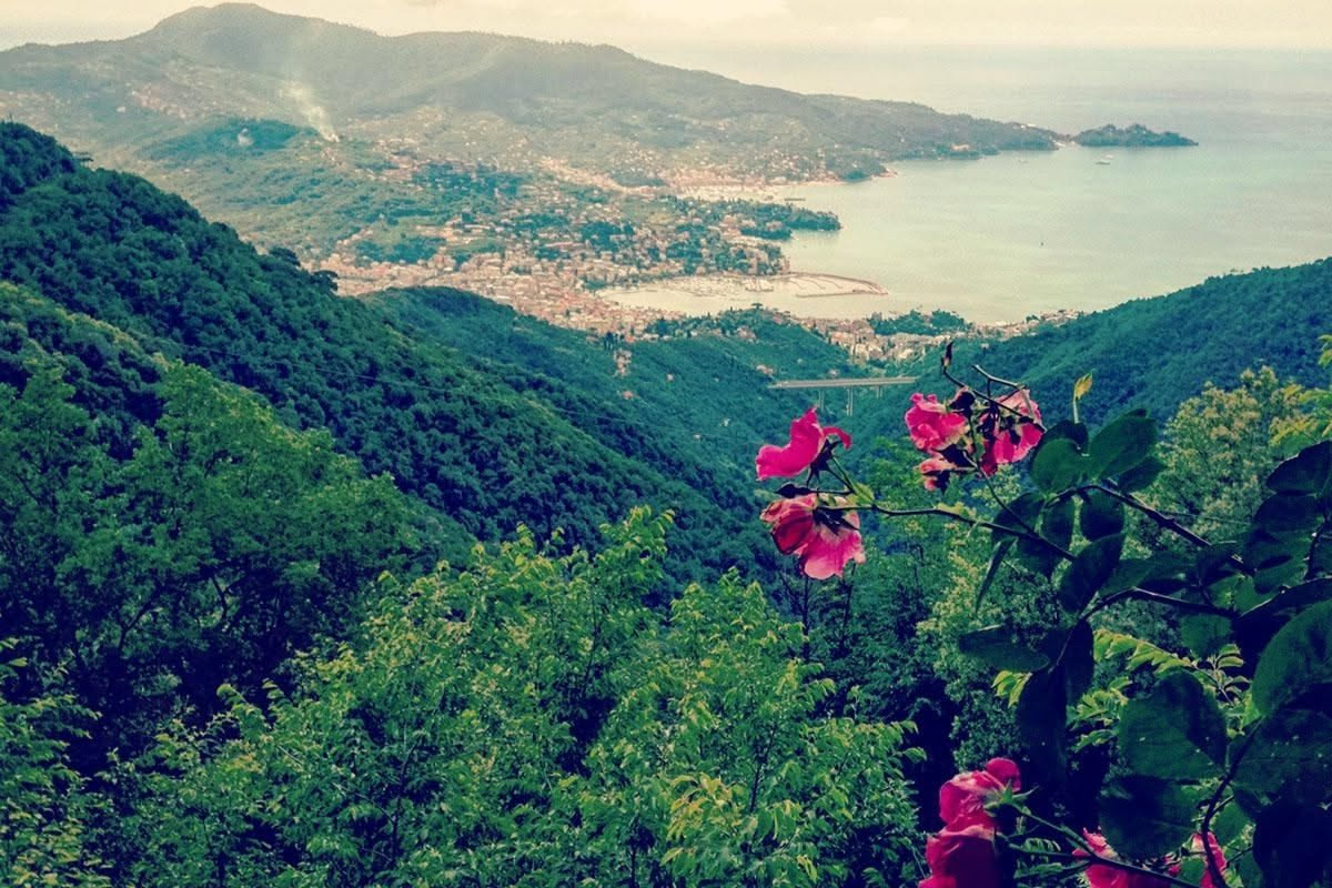 L'arrivo nei roseti italiani e la diffusione