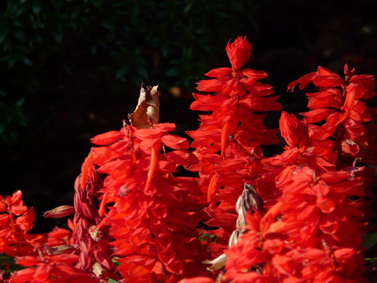 Salvia microphylla in autunno: fioriture rosso fuoco sul balcone
