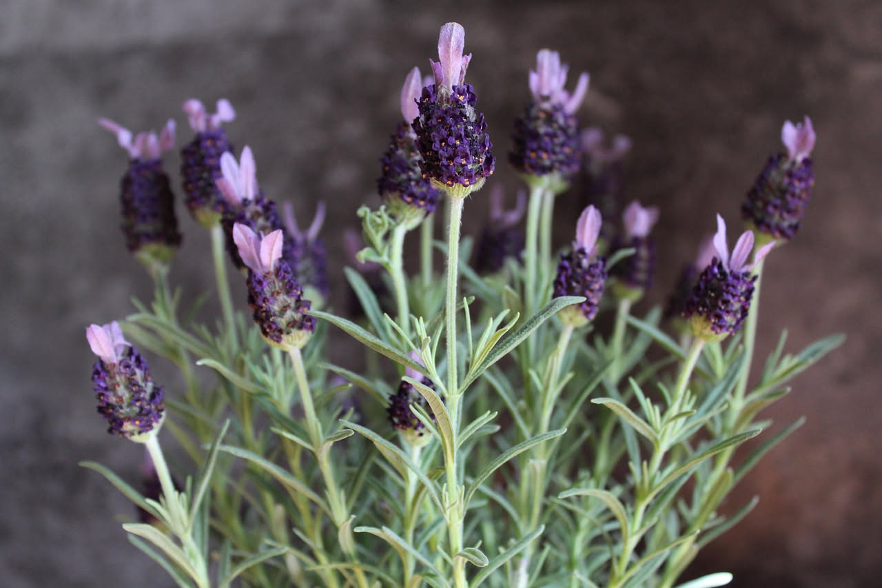 Lavanda dentata mediterranea: perché è rara in Italia