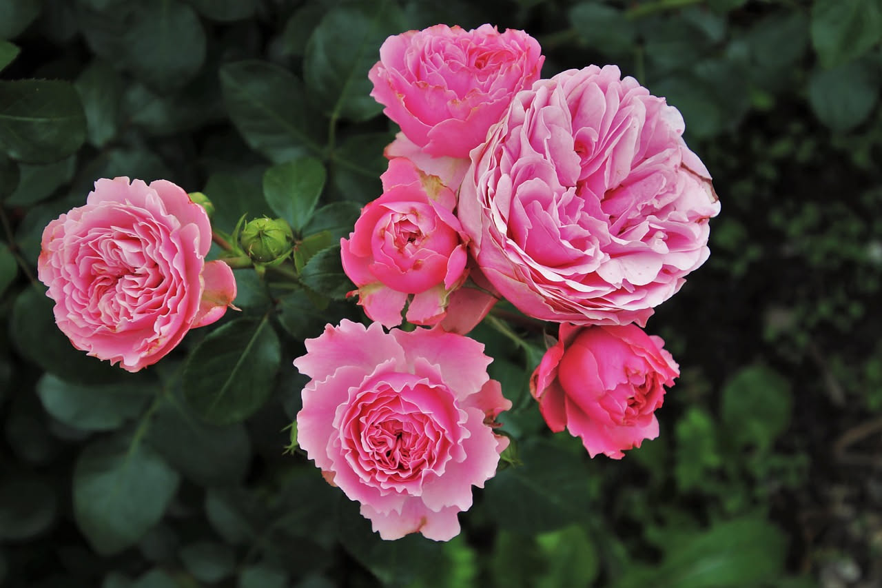 Rose Bourbon nei roseti italiani: come nacquero le ibridazioni dell Ottocento