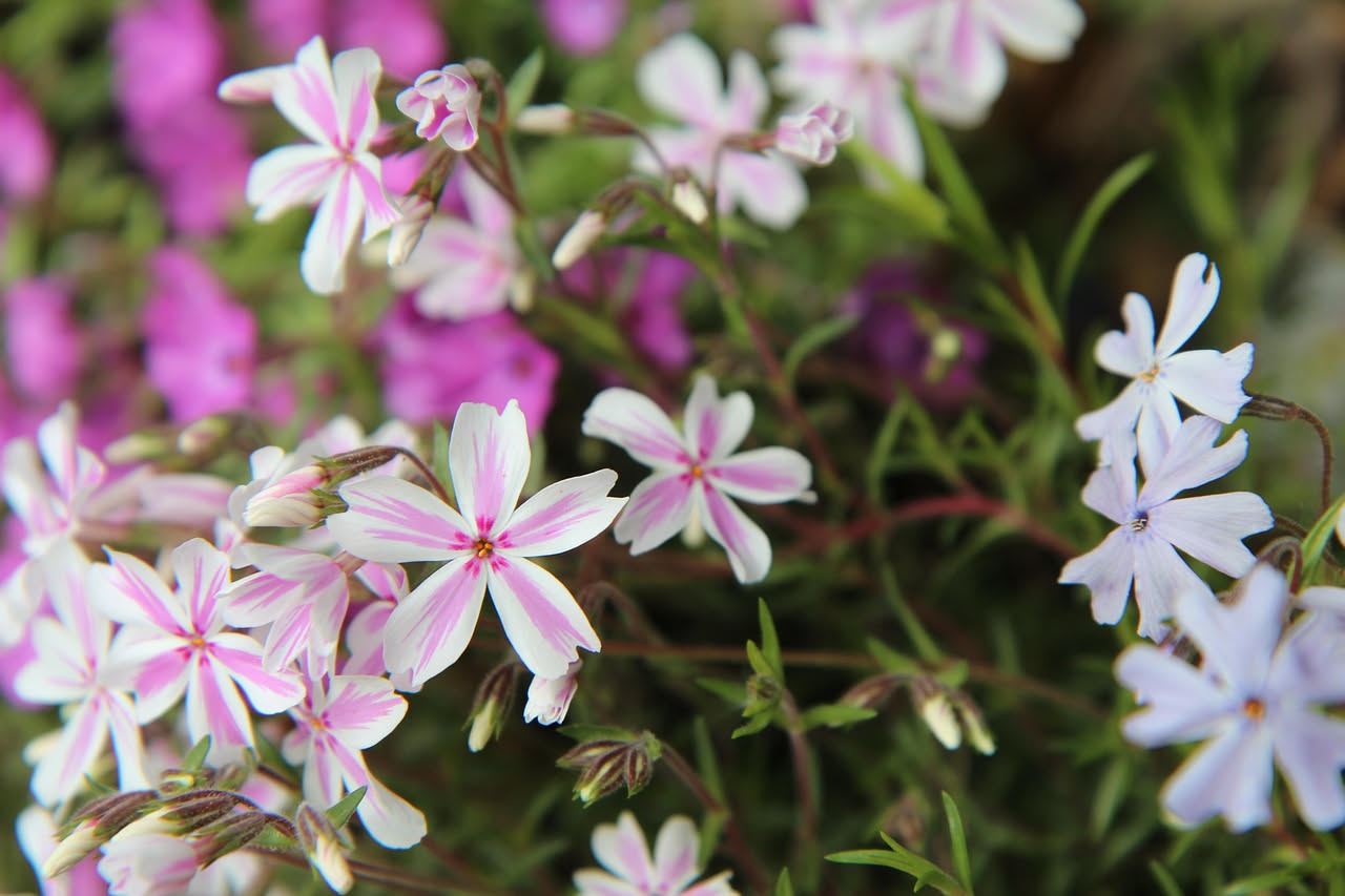 Phlox drummondii: il fiore ricadente per cassette estive luminose