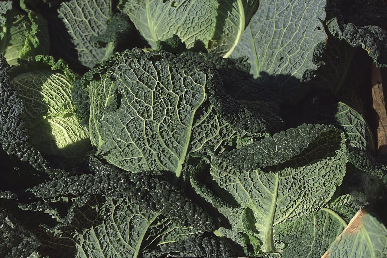 Cavolo nero in vaso d'inverno: come coltivarlo sul balcone