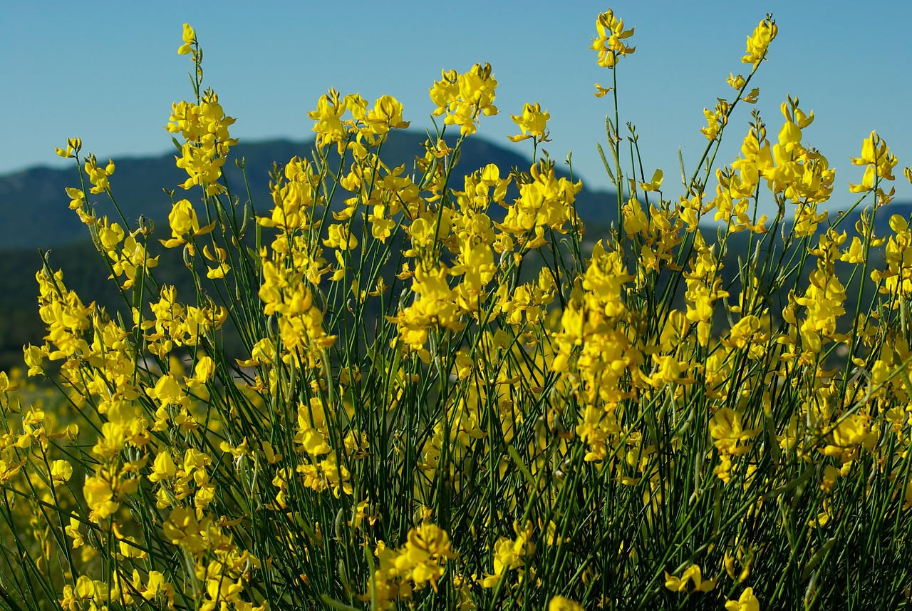 Asfodelo mediterraneo: il fiore delle pasture che insegna l'attesa