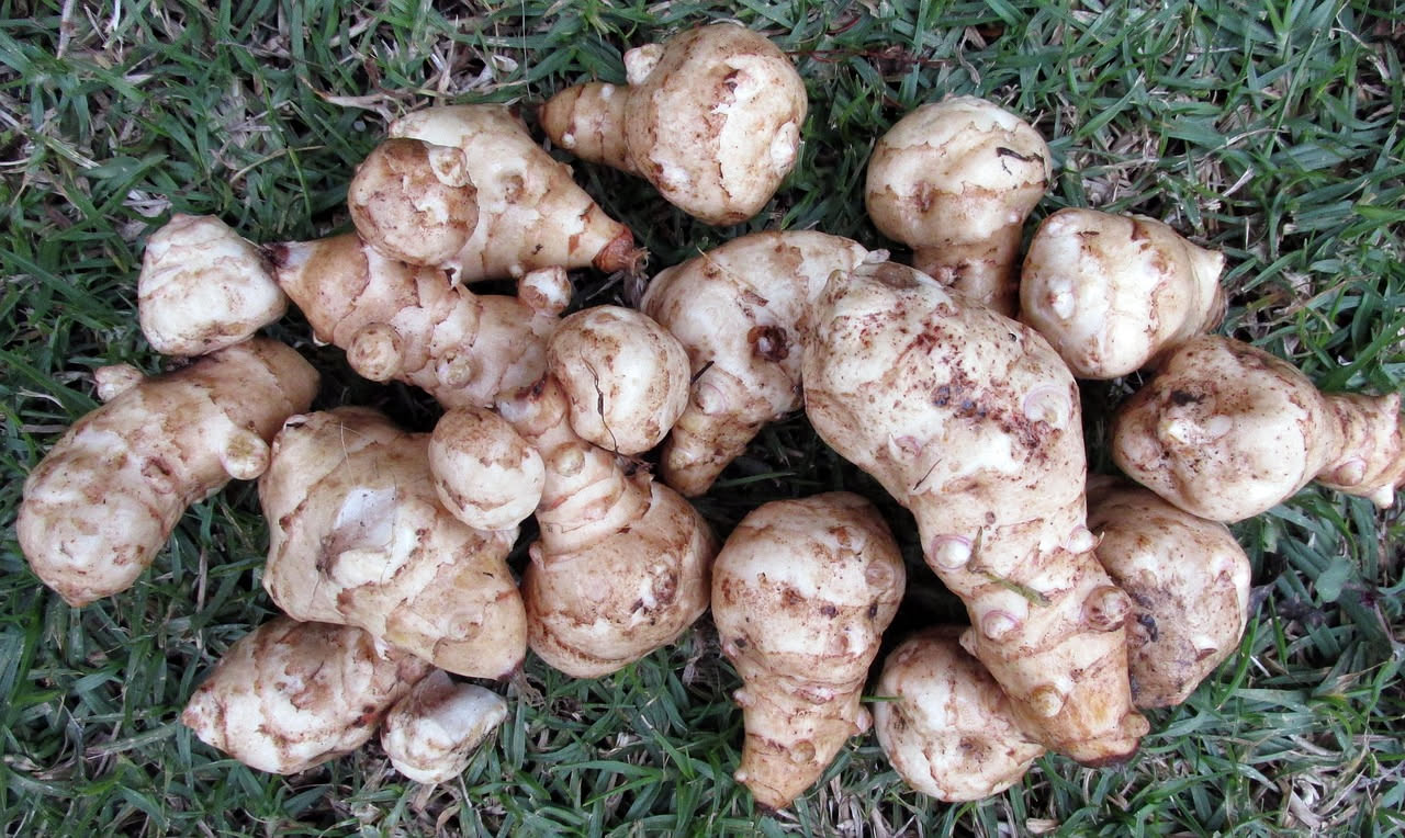 Topinambur in cassetta: come coltivare tuberi in poco spazio