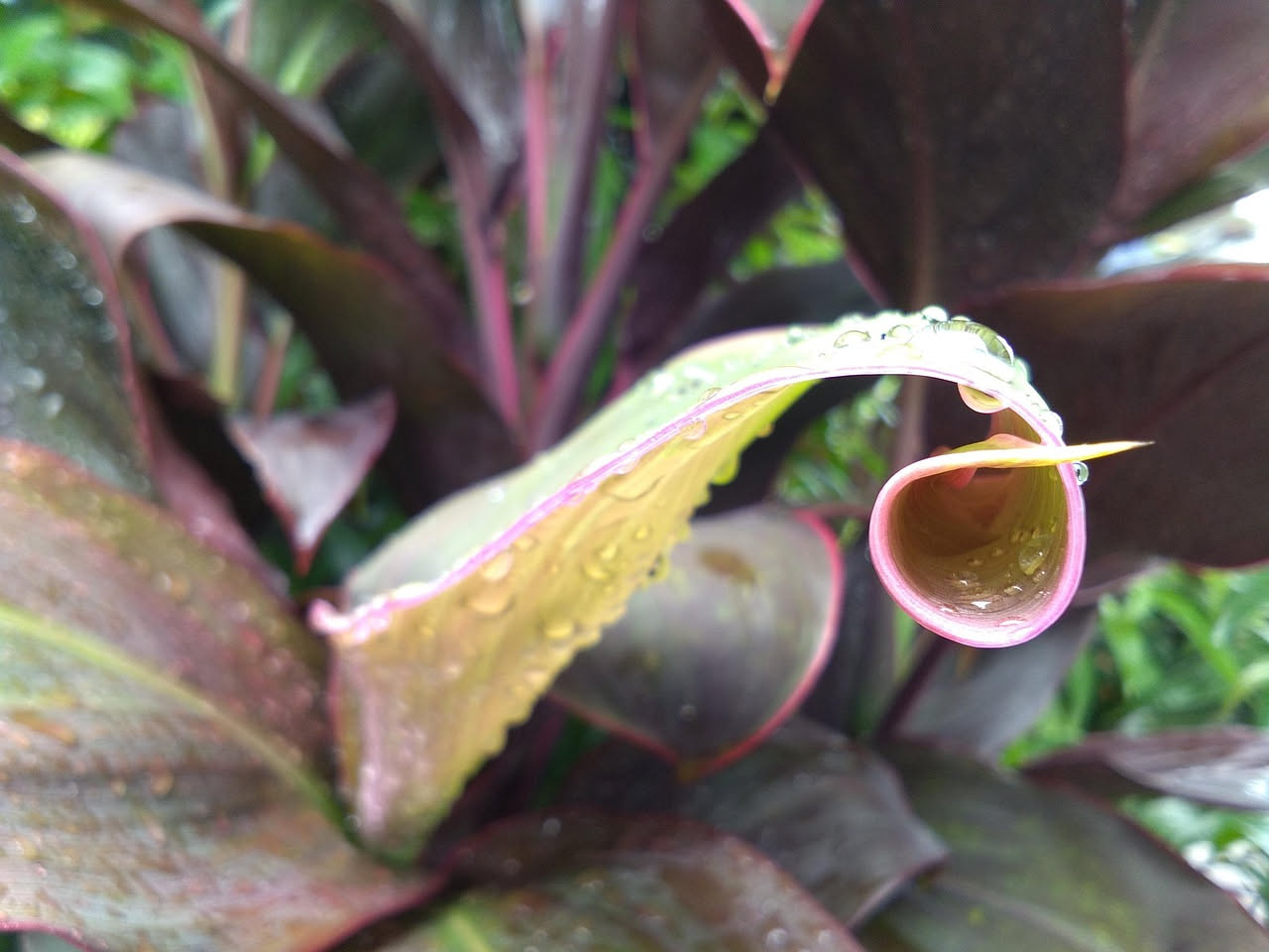 Stromanthe sanguinea: la cugina della maranta dalle foglie tricolori