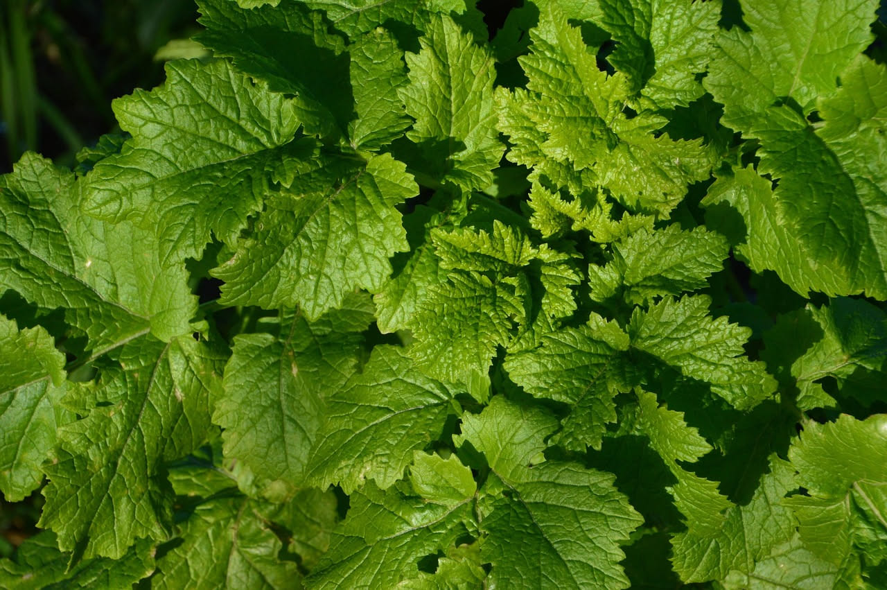 Cima di rapa sul balcone: come coltivarla in inverno