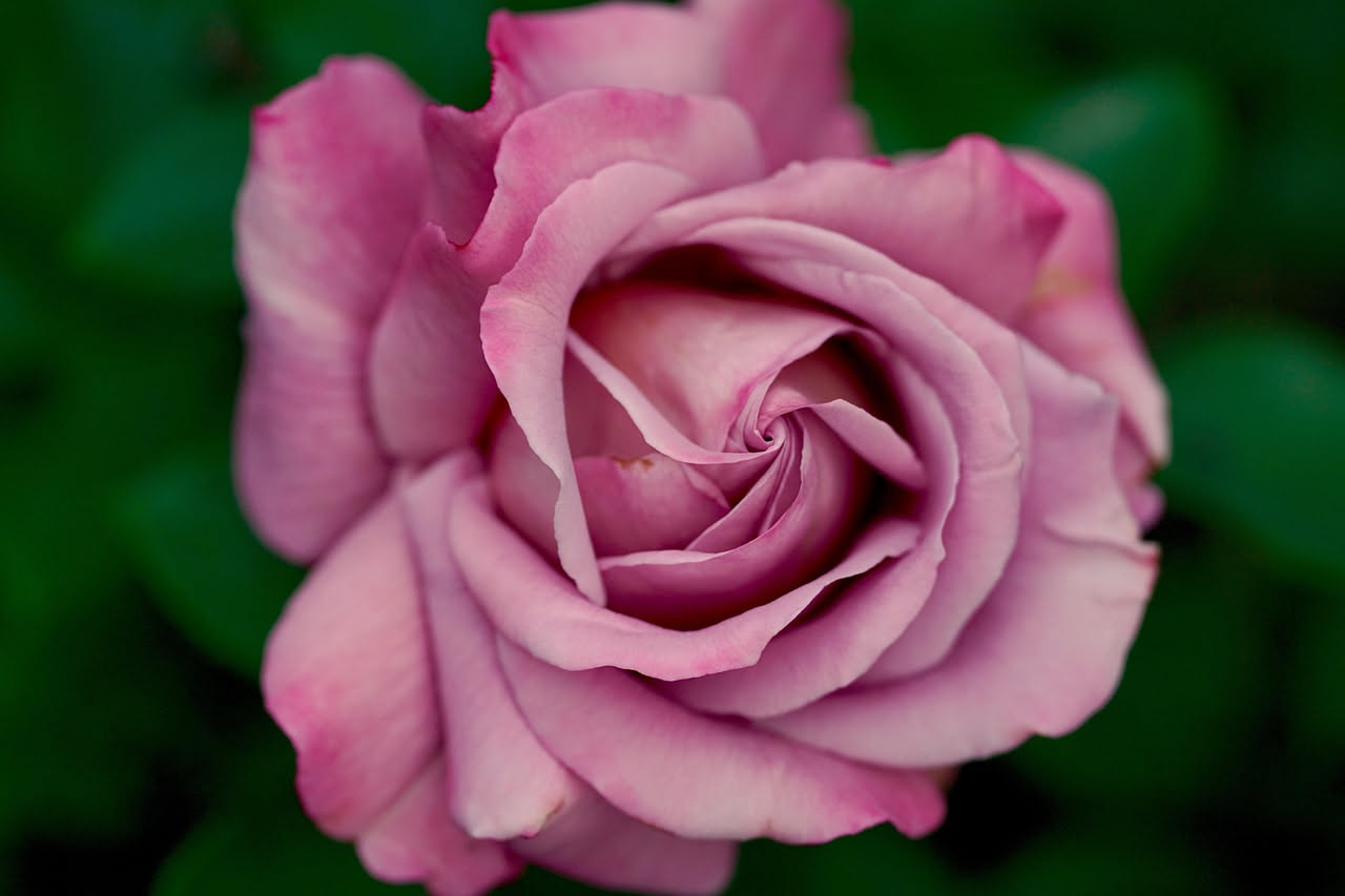 Rose ibride italiane: come Aicardi e Barni hanno cambiato i giardini europei