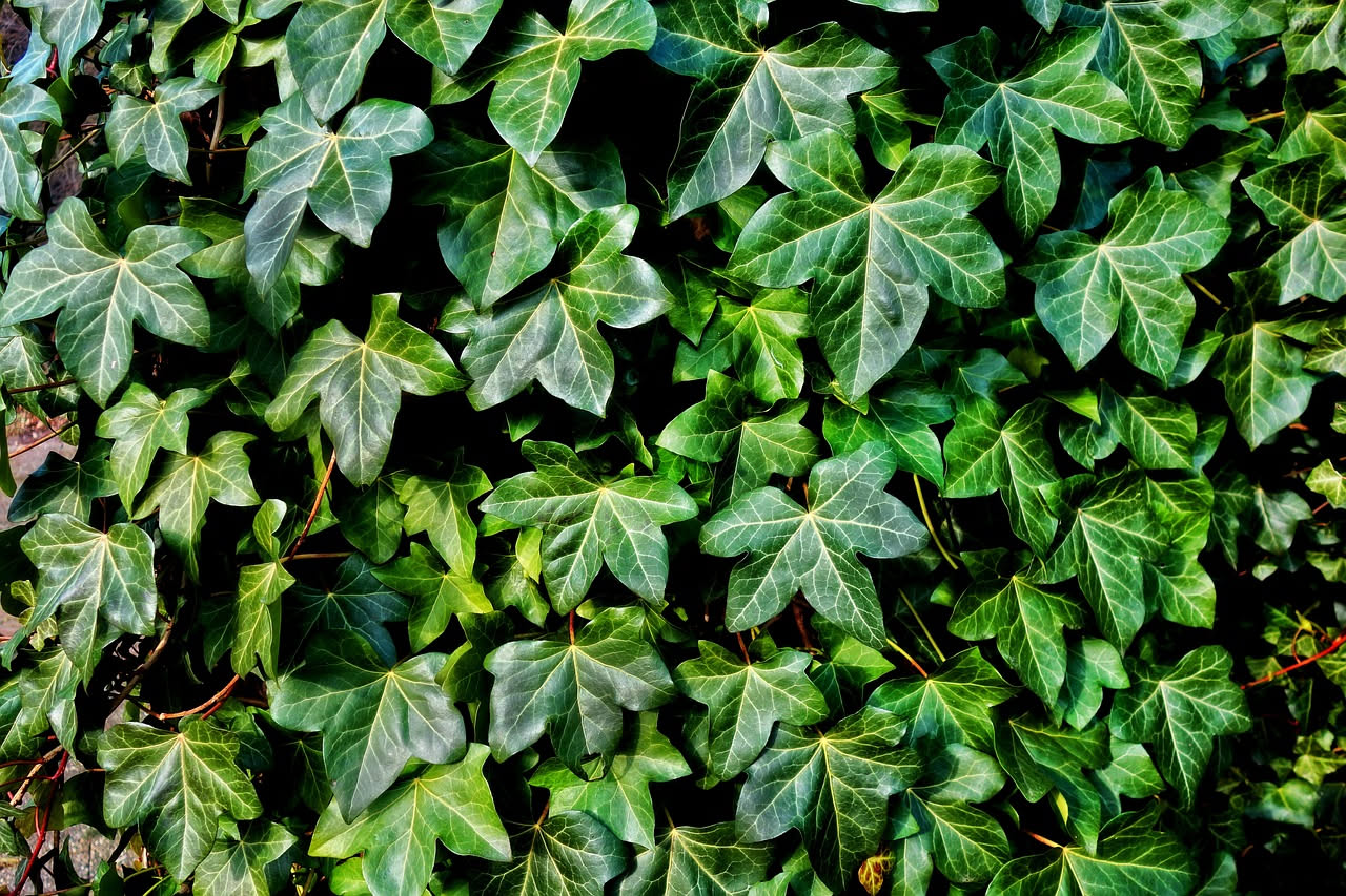 Hedera helix variegata: l'edera d'oro per chi ama le foglie dorate