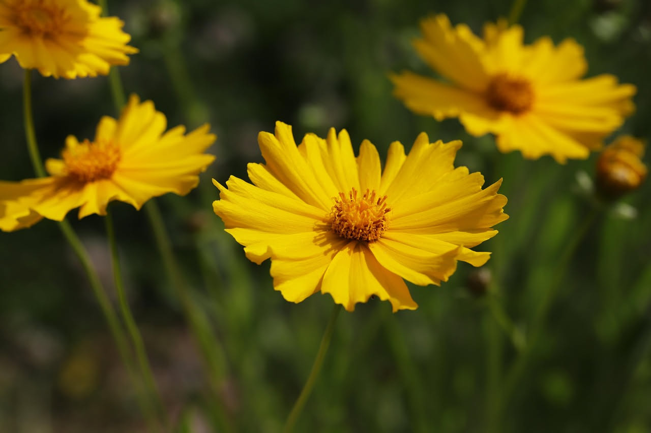 Coreopsis grandiflora: il giallo che resiste al sole estivo