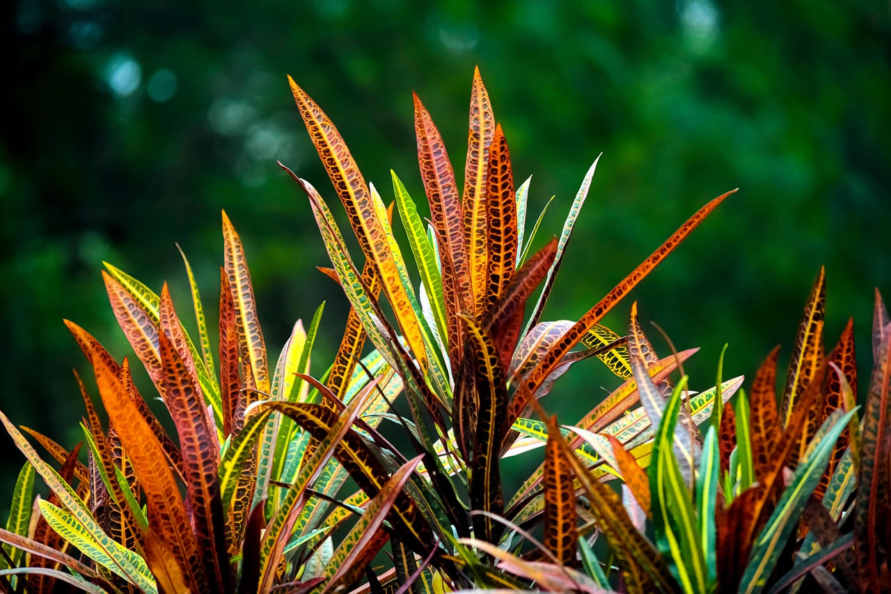 Codiaeum variegatum: ecco perché il croton colora i soggiorni luminosi