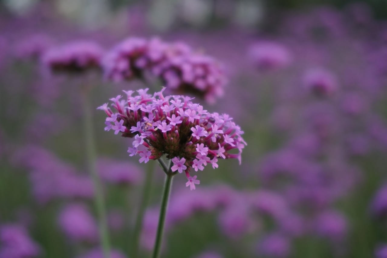 Verbena rigida: il viola lampone che trasforma una cassetta estiva