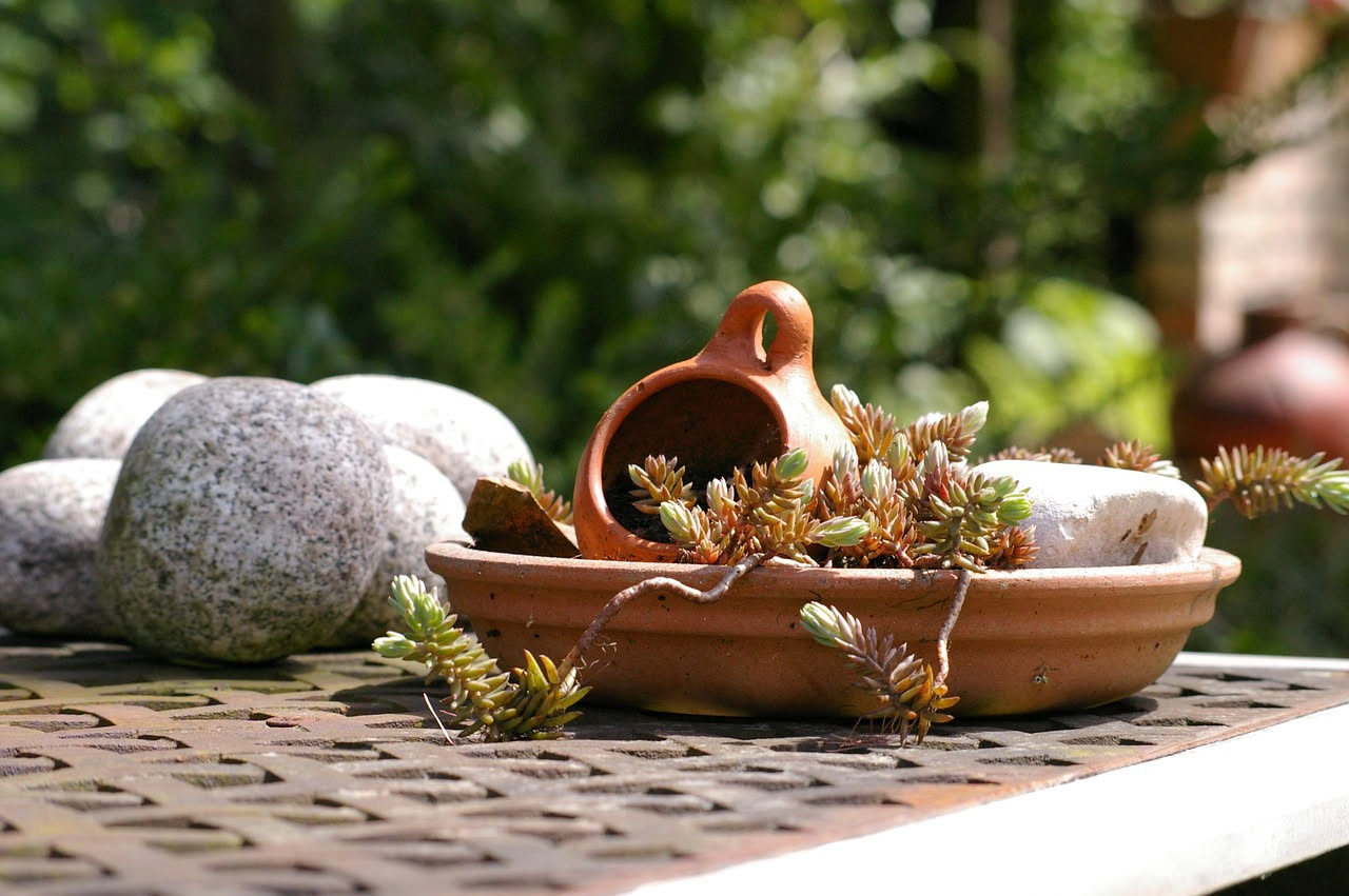 Sedum morganianum: come coltivare la coda di asino ricadente