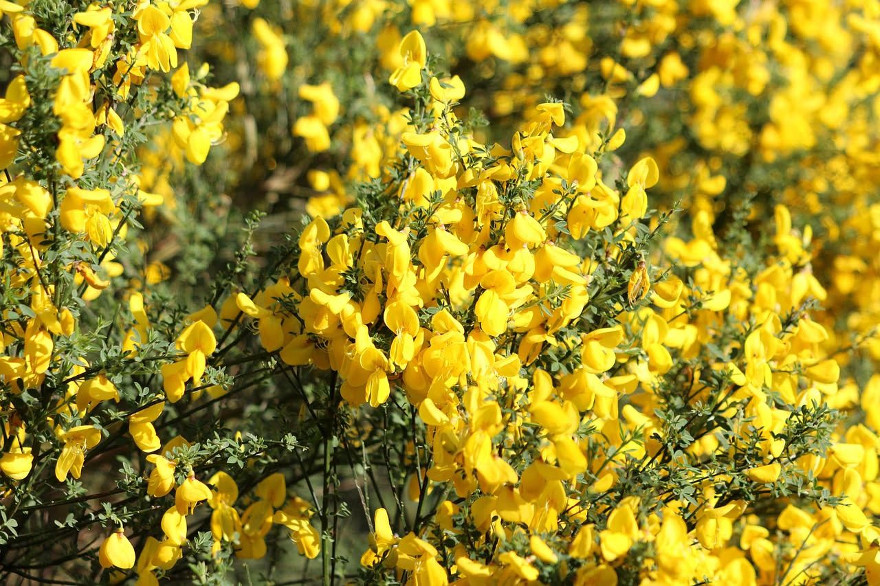 Cytisus scoparius: la ginestra che ha nutrito i carbonai italiani
