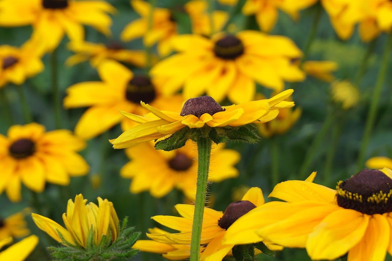 Rudbeckia hirta: il giallo che trasforma il balcone estivo