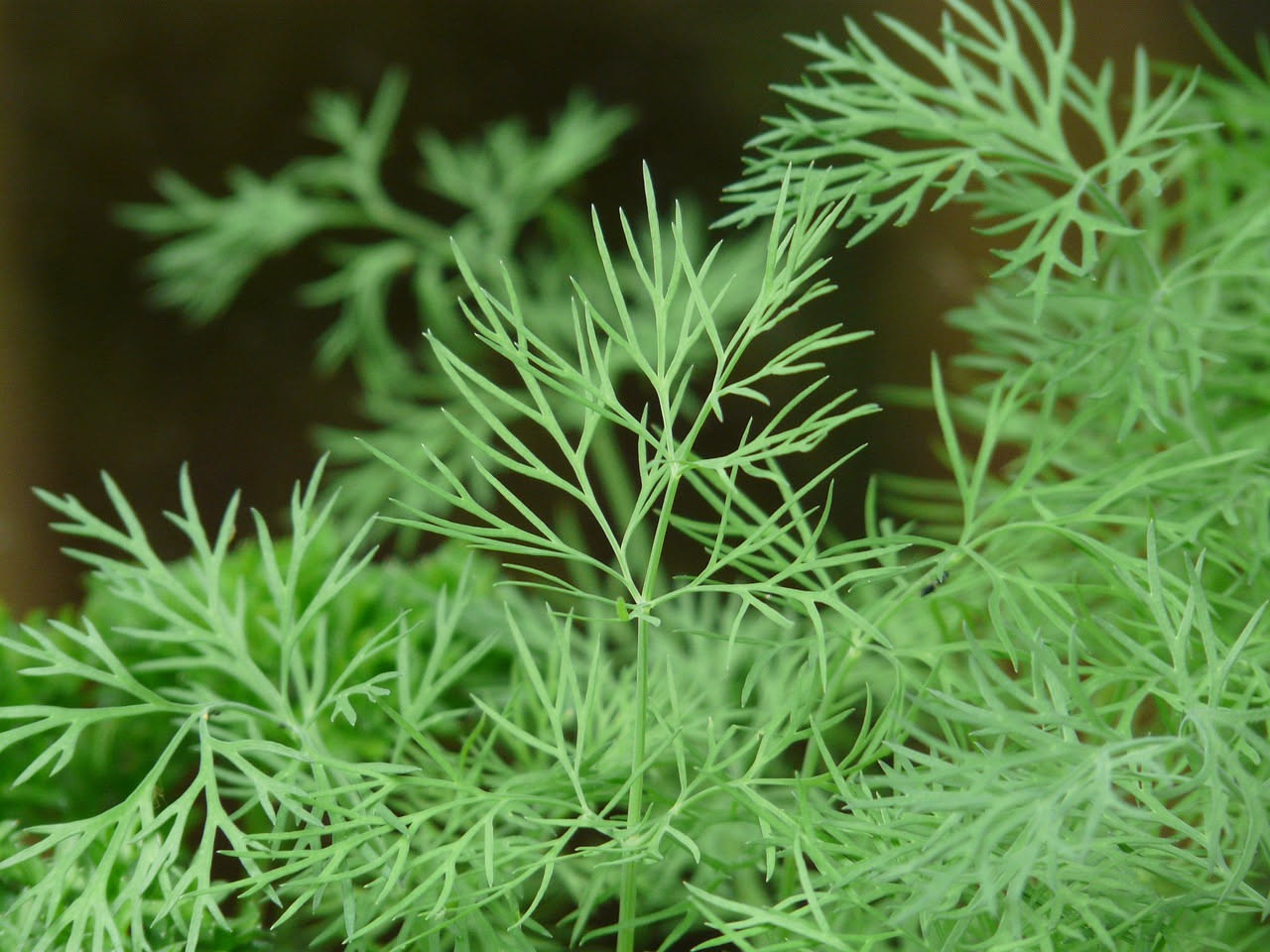 Aneto in vaso sul balcone: come coltivare l'erba aromatica fresca