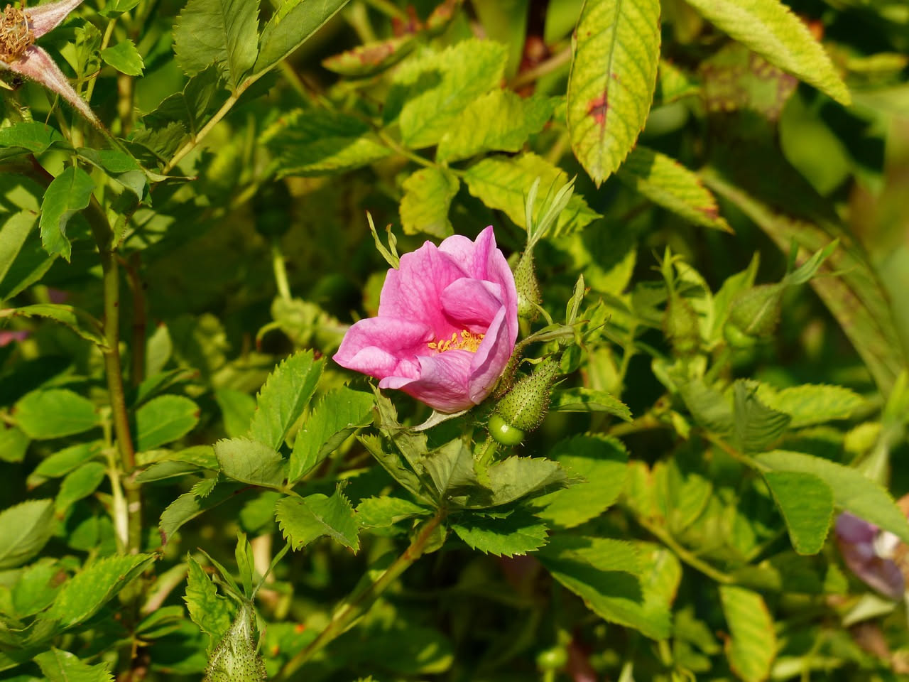 Rosa canina: la regina selvaggia dei boschi italiani