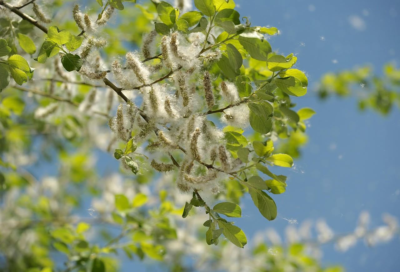Carrubo della Murgia: quando l'albero antico torna a fiorire