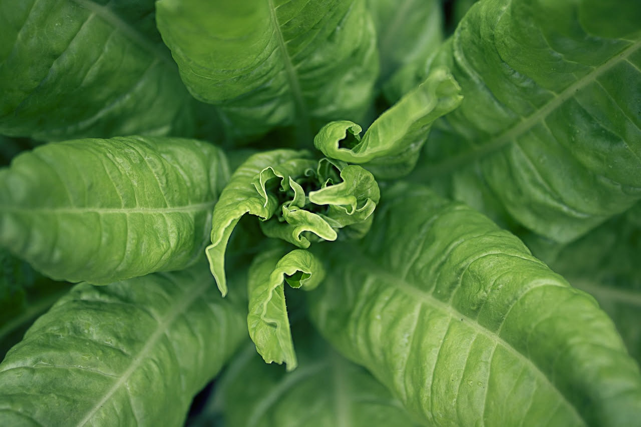 Insalata canasta sul balcone: la riccia da taglio continuo