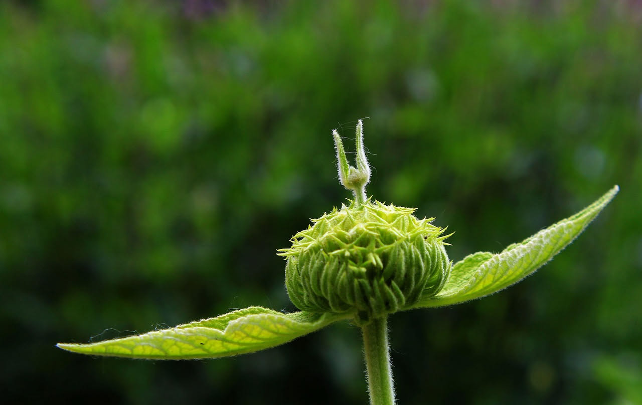 Phlomis fruticosa: la salvia gialla della macchia rocciosa mediterranea