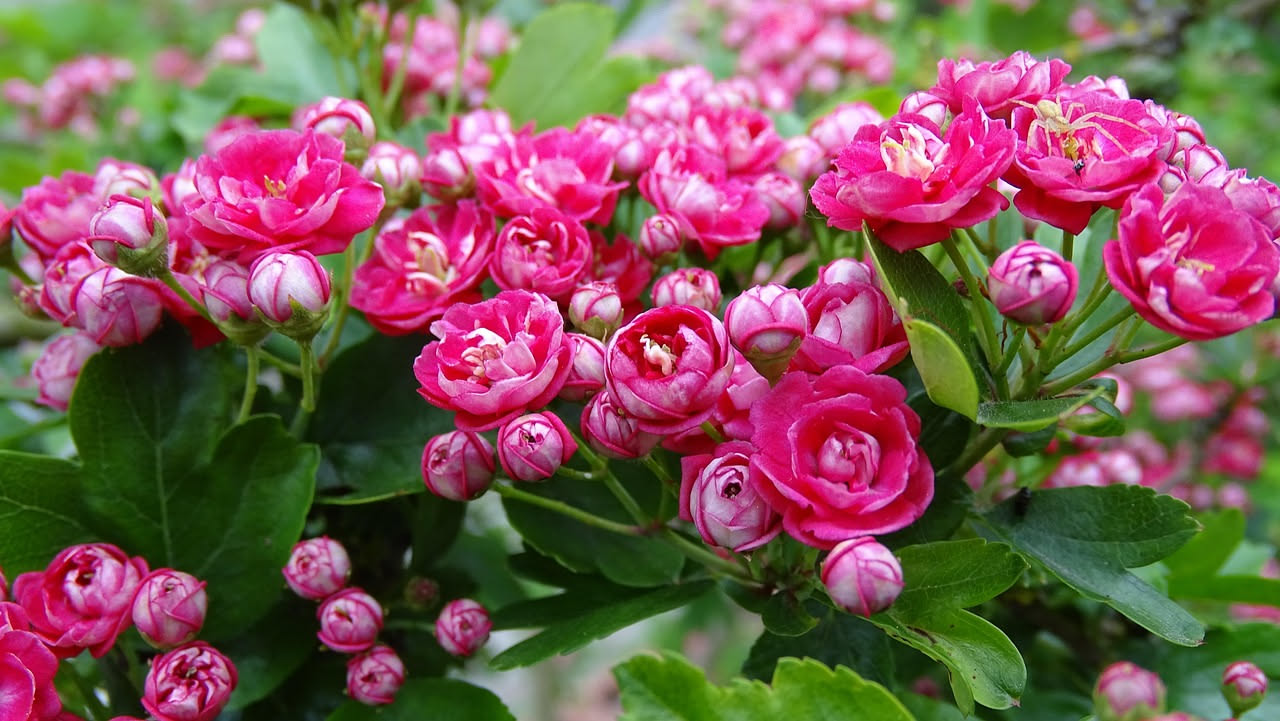 Rose Polyantha francesi: quando la bellezza nasce dalle bordure dell'Ottocento