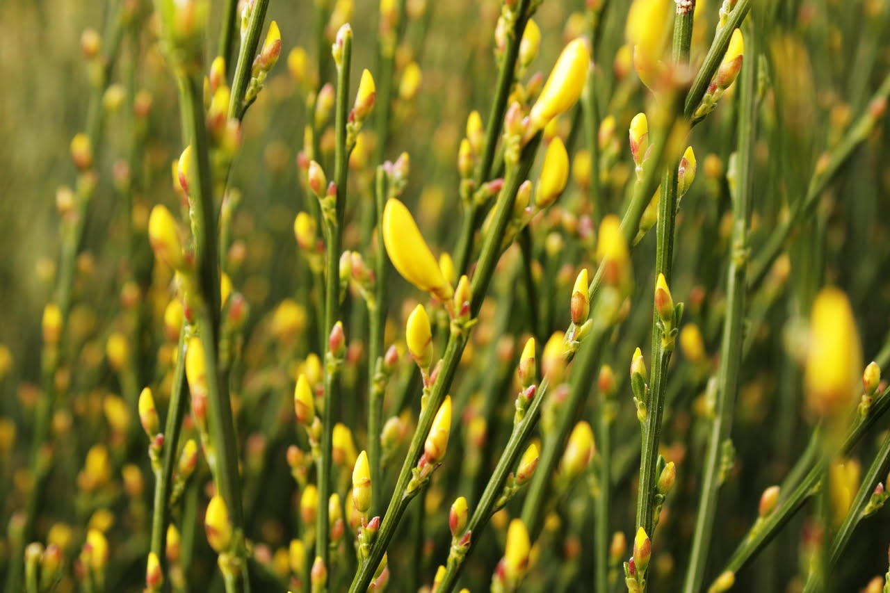 Spartium junceum: come cresce la ginestra sui nostri litorali