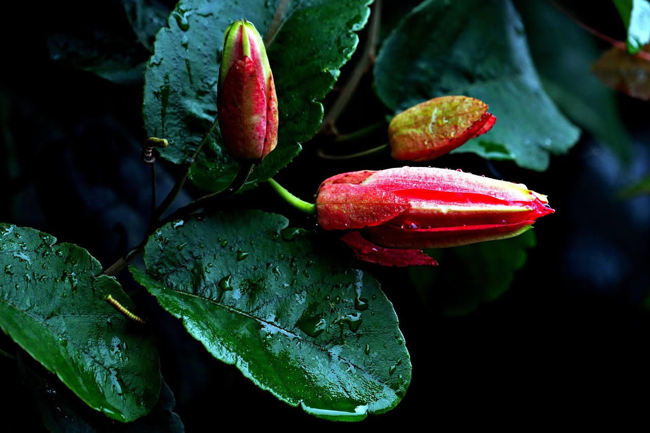 Aeschynanthus pulcher: la pianta del rossetto da appendere