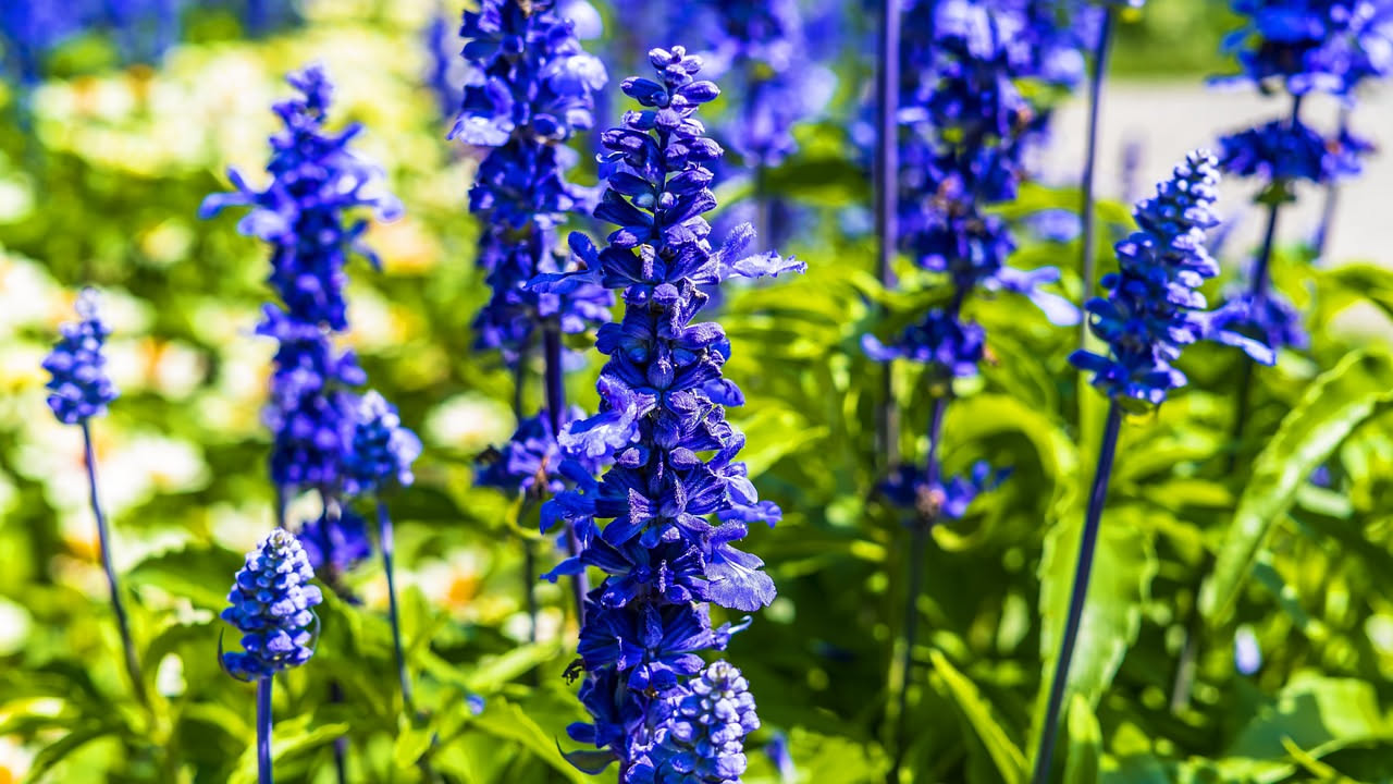 Salvia farinacea blu: come creare un balcone nello stile prairie