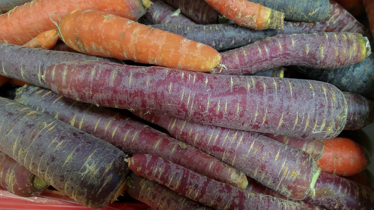 Carote viola in vaso: l'antica varietà che torna nell'orto urbano