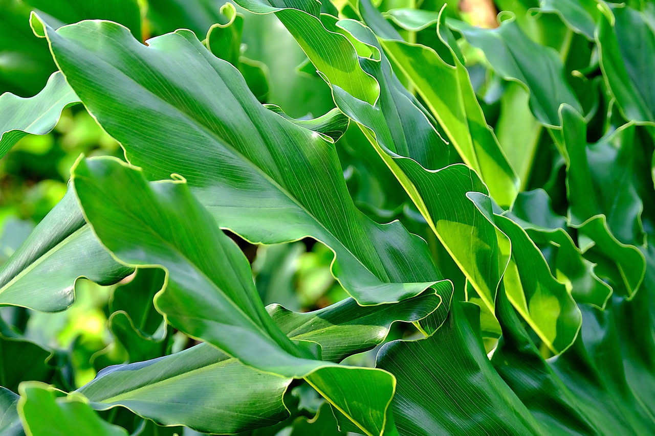 Asplenium nidus: la felce nido d'uccello per bagni umidi