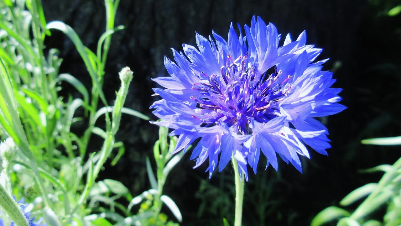 Fiordaliso azzurro in bordura: come coltivarlo per margini naturali