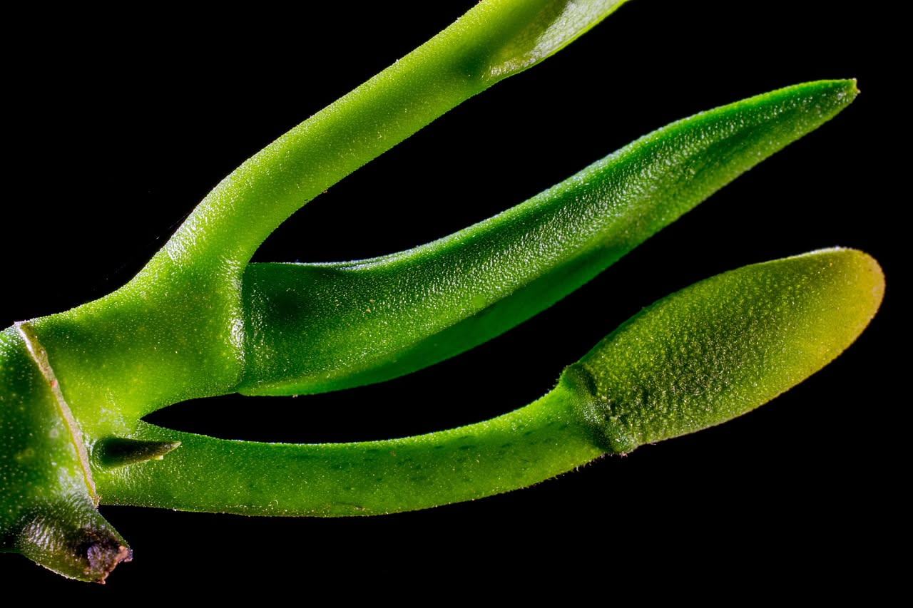 Platycerium bifurcatum: come coltivare la felce a corna di renna