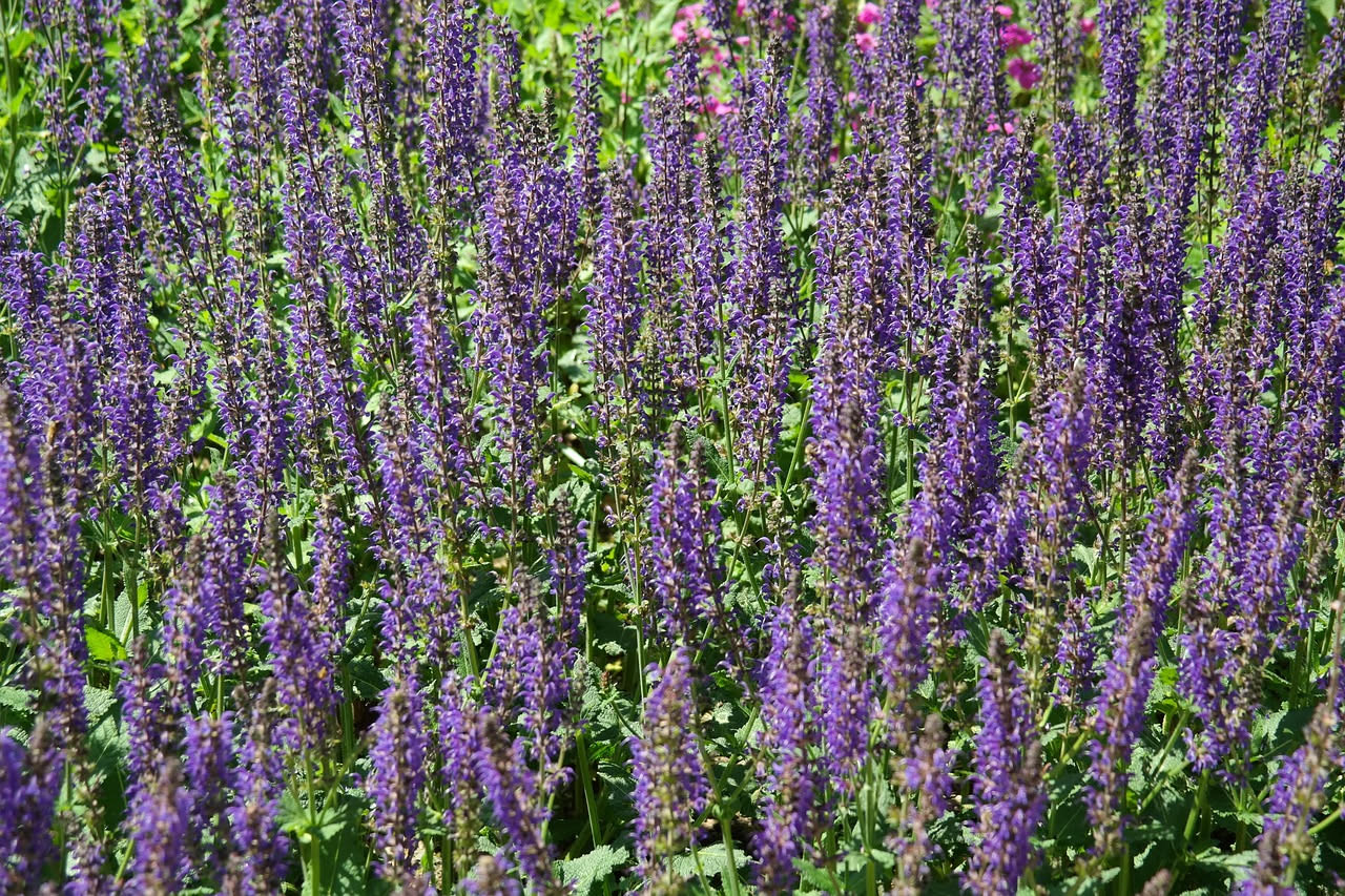 Salvia uliginosa: bordure umide con fiori azzurro cielo