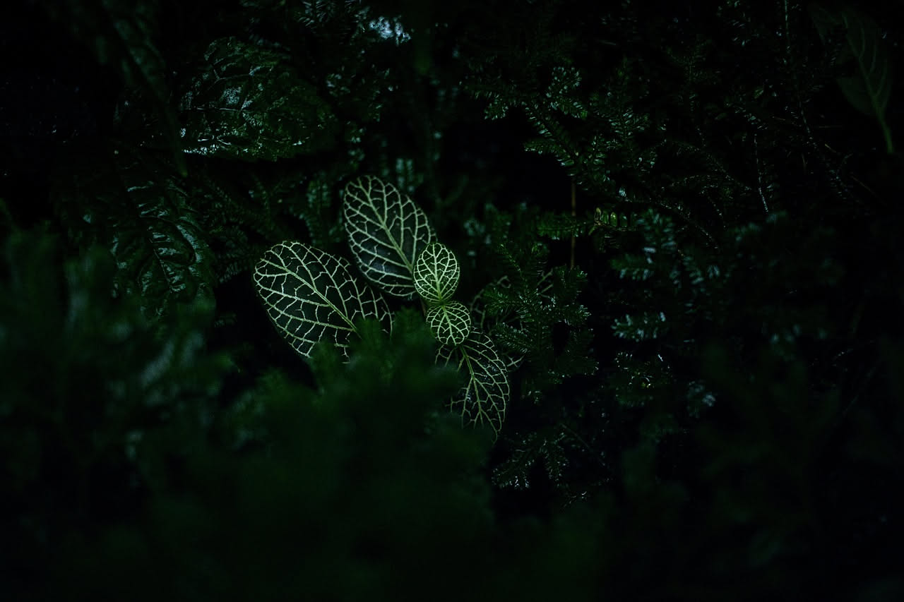 Fittonia argyroneura: la pianta nerve per terrari con foglie venate