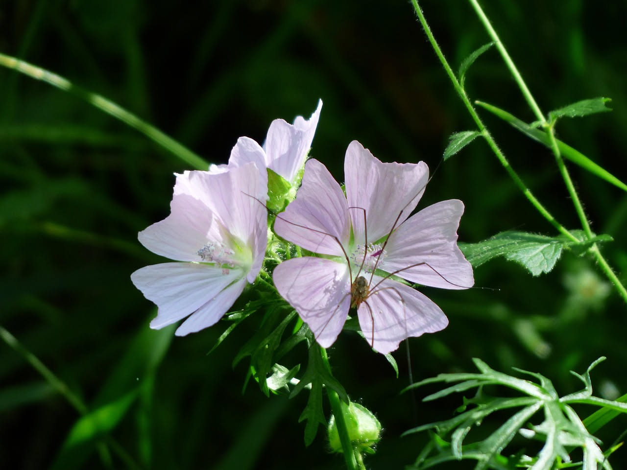 Gaura lindheimeri con fiori bianchi e rosa pallido in vaso di terracotta su balcone con vento, foglie sottili e portamento aracnoide