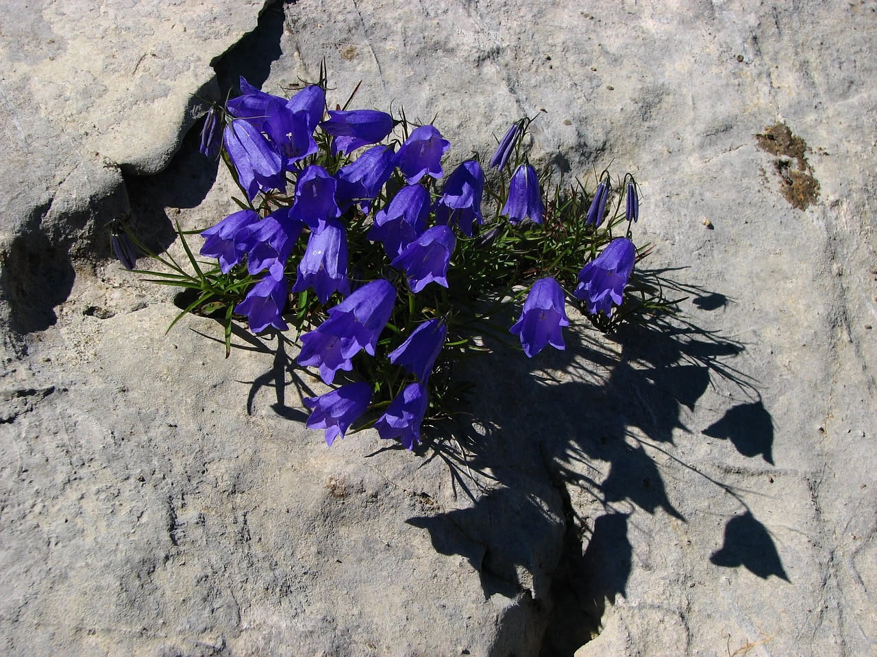 Phagnalon saxatile con fiori gialli minuti attaccati a una roccia calcarea grigia, in ambiente mediterraneo asciutto con pochi cm di terriccio visibile