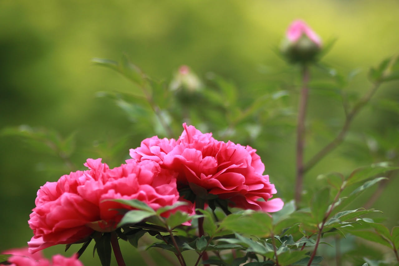 Peonie erbacee giapponesi: come coltivarle nel roseto italiano