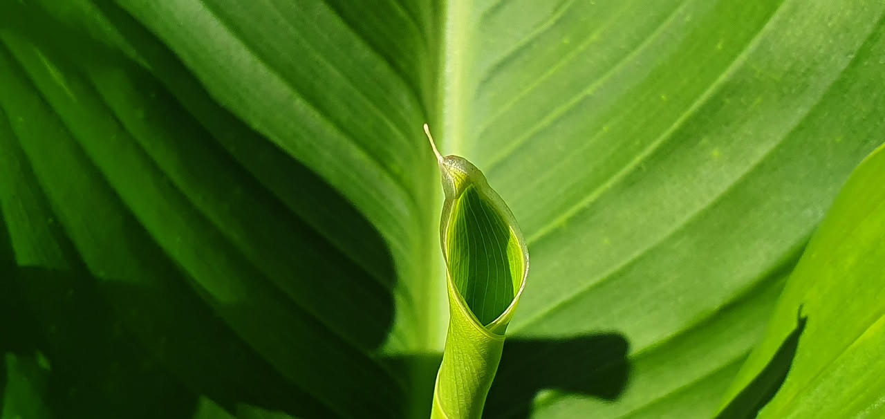 Aglaonema commutatum striato: la pianta argentata per l'ingresso