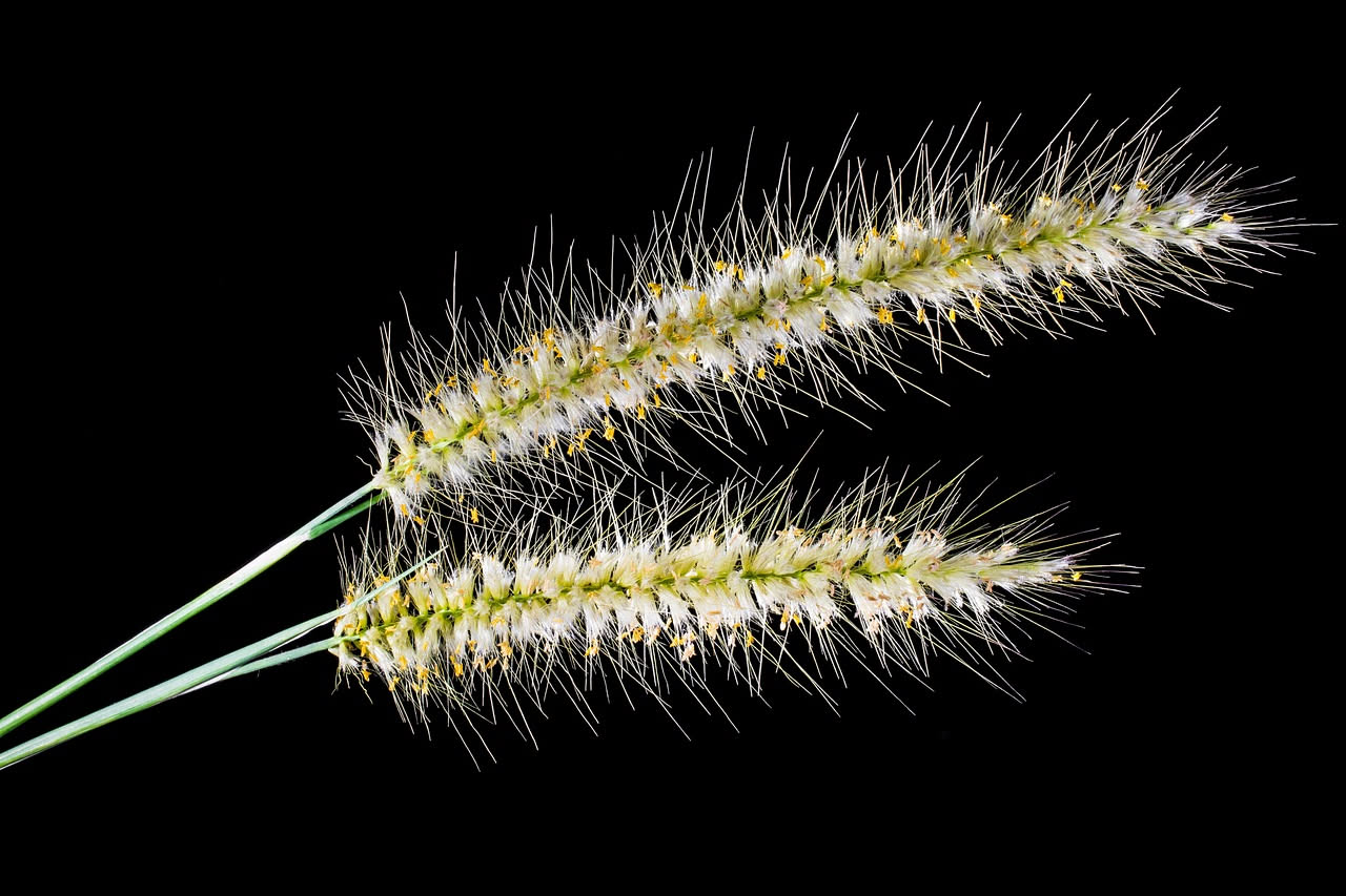 Pennisetum villosum: come creare scenari naturali con questa graminacea