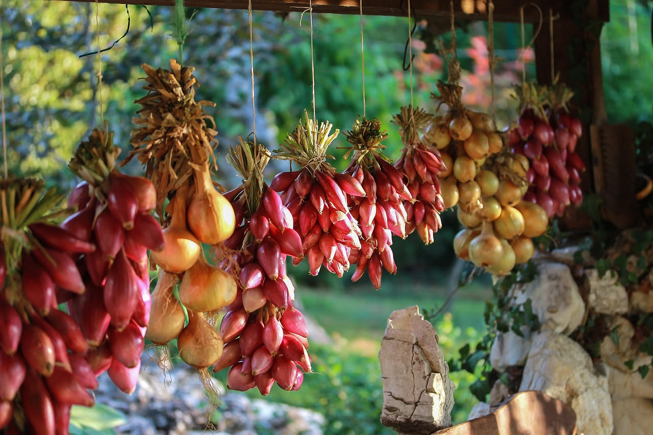 Cipolla rossa di Tropea in vaso: come coltivarla sul balcone