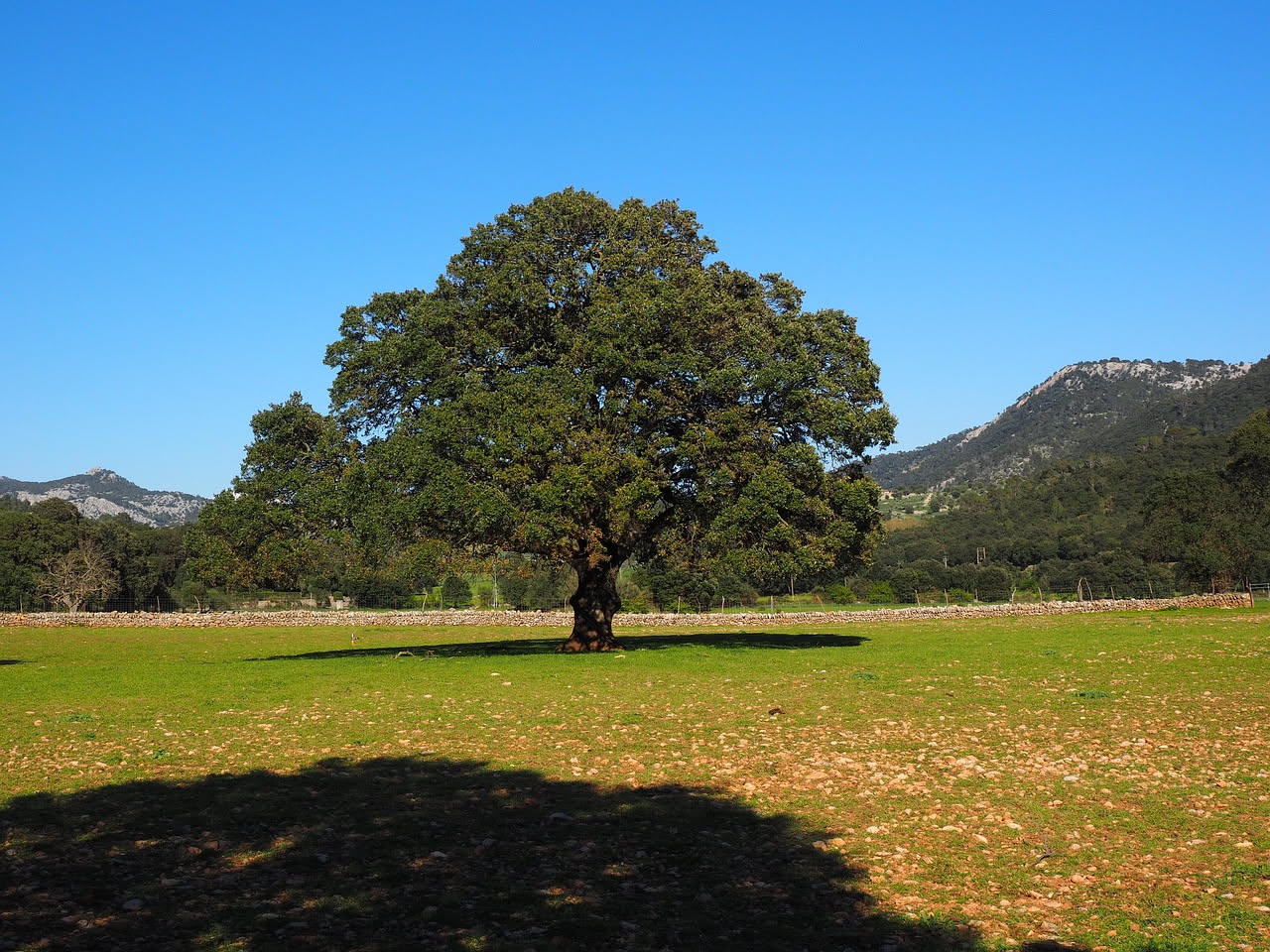 Quercus pyrenaica nelle Alpi: quando la quercia spagnola arriva al nord