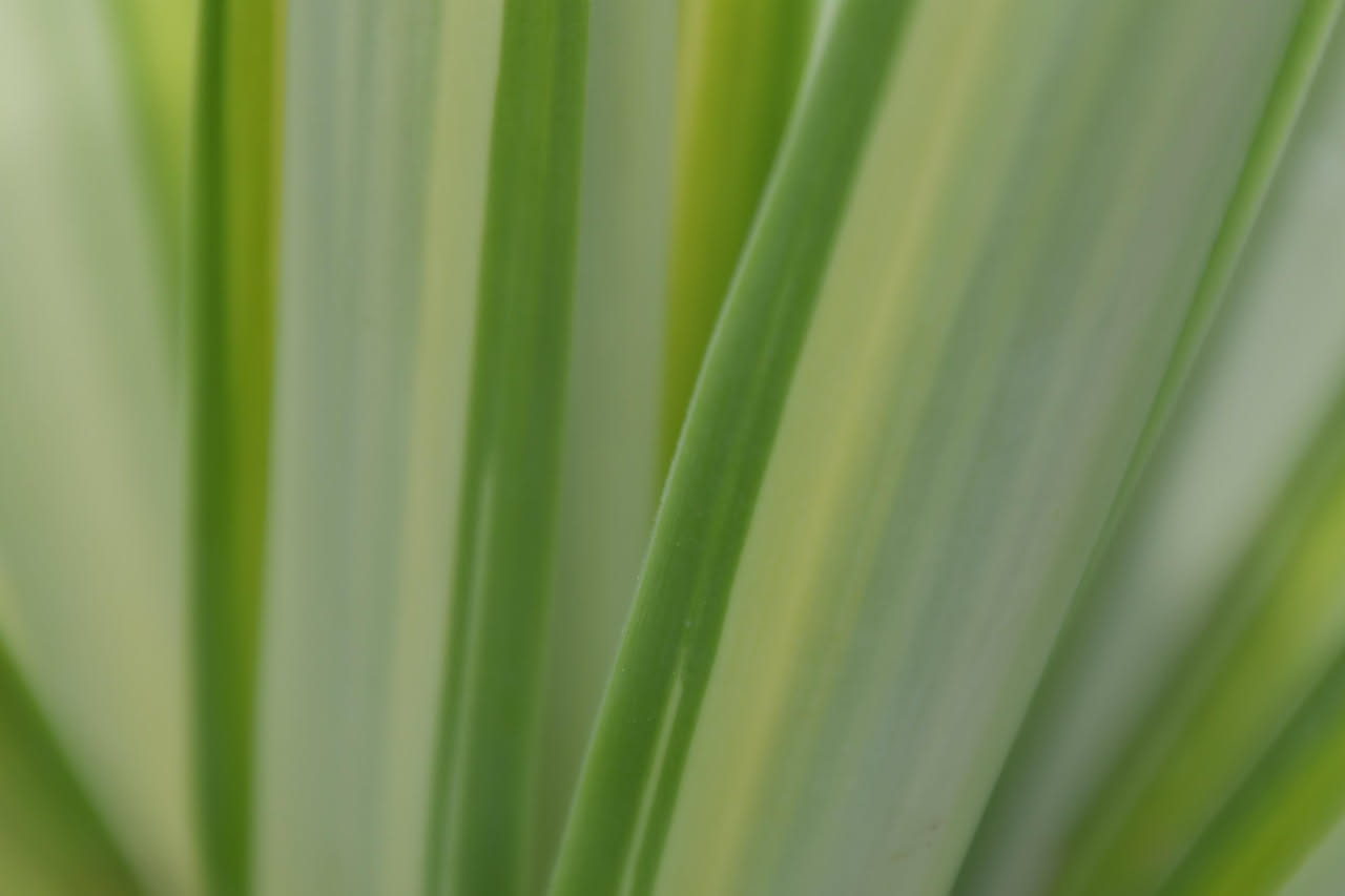 Sansevieria laurentii: la lingua di suocera dal bordo dorato